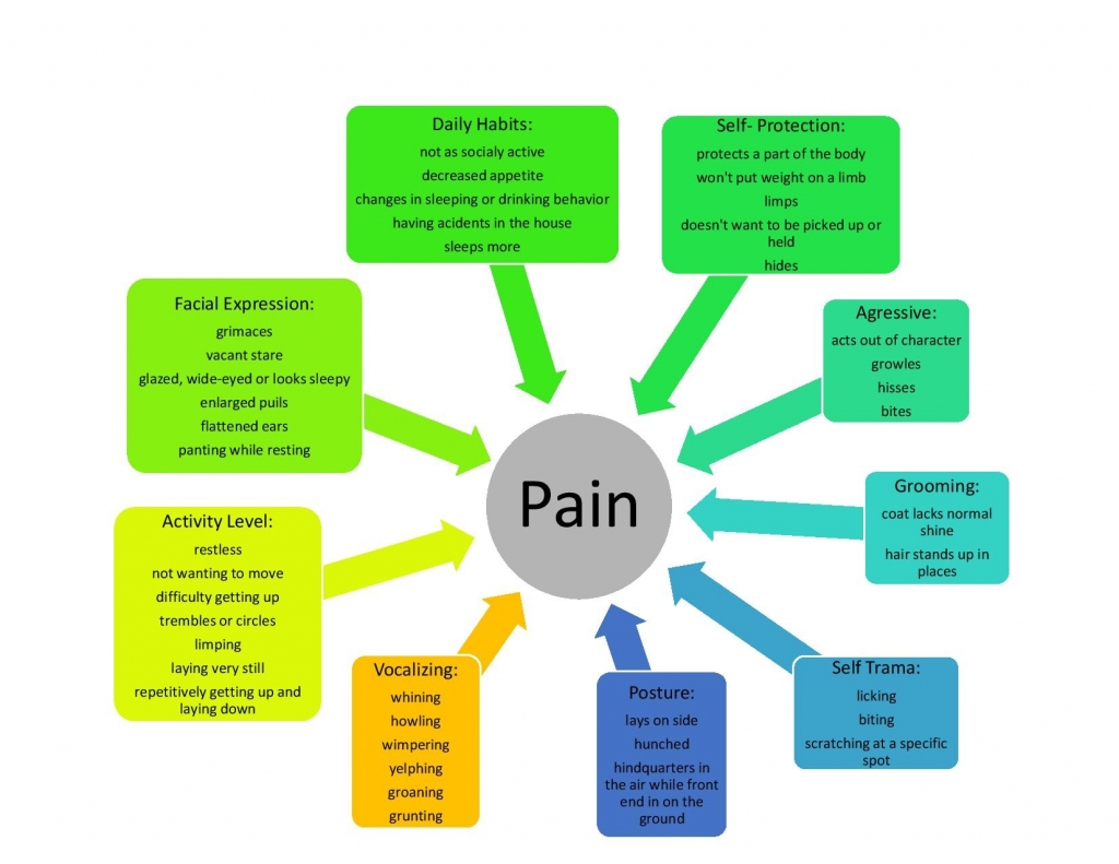 assessing-pain-in-your-dog